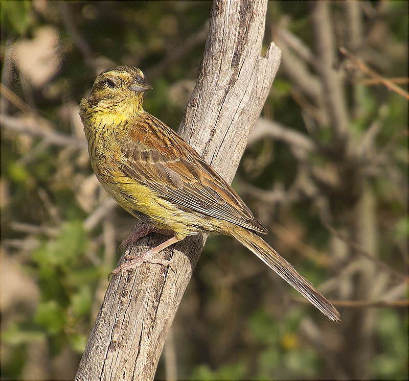 Femella de Gratapalles (Emberiza cirlus)