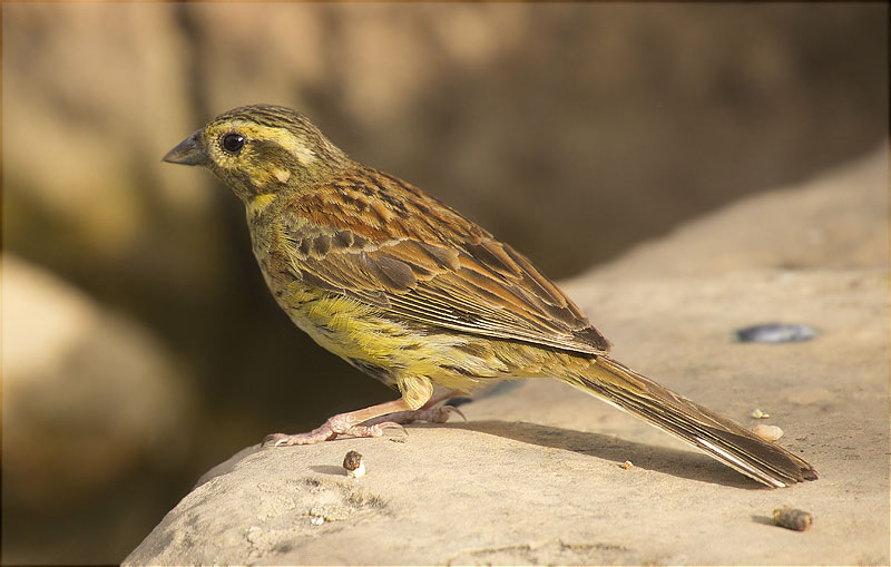 Femella de Gratapalles (Emberiza cirlus)