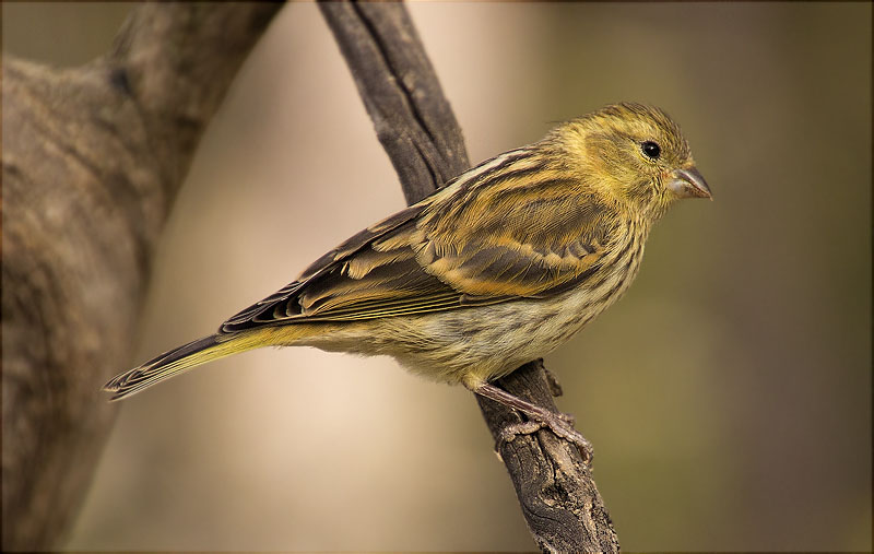 Femella de Gafarró (Serinus serinus)