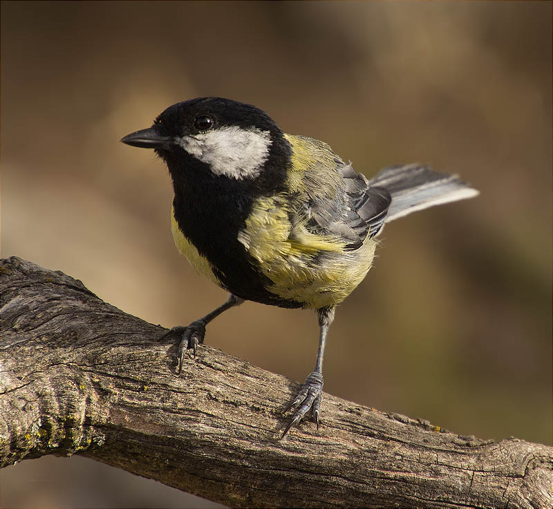 Mascle de Mallerenga carbonera (Parus major)