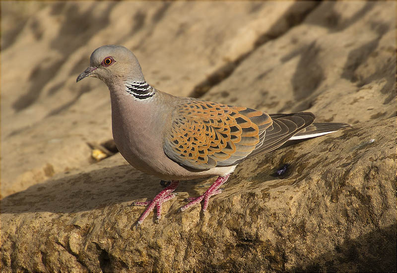 Tórtora europea (Streptopelia turtur)