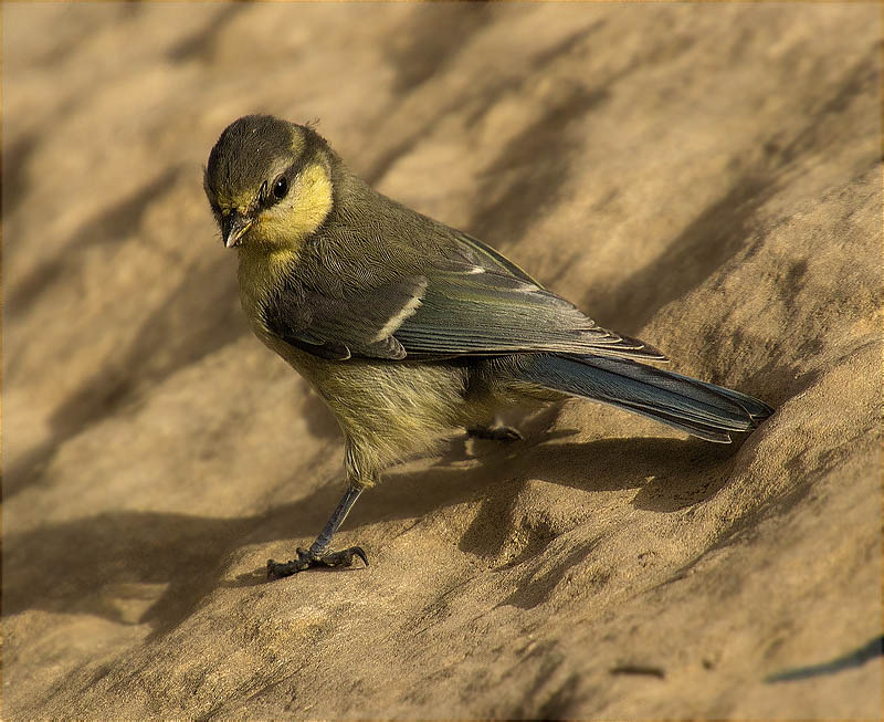 Jove de Mallerenga blava (Cyanistes caeruleus)