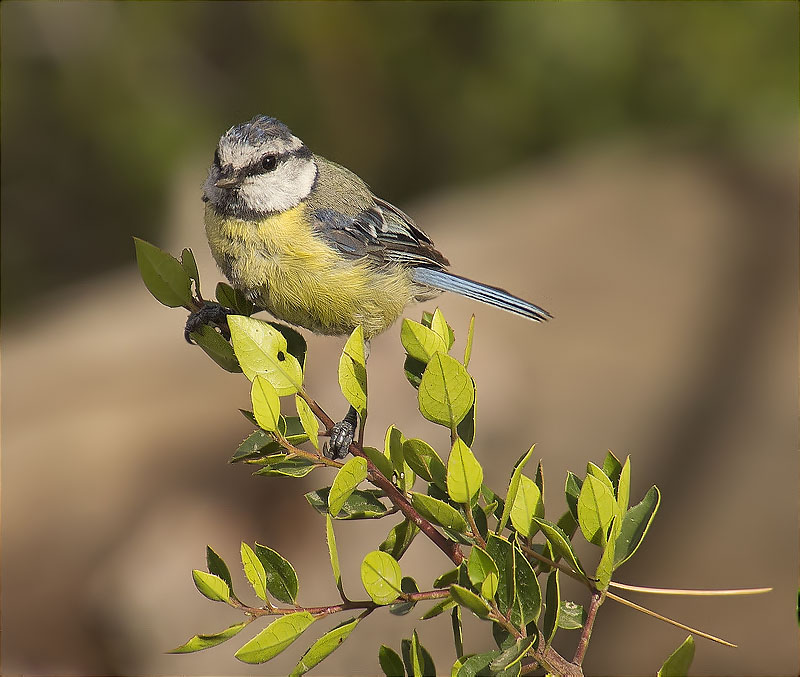 Jove de Mallerenga blava (Cyanistes caeruleus)