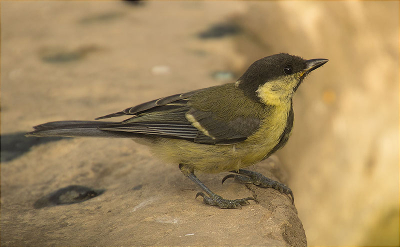 Jove de Mallerenga carbonera (Parus major)