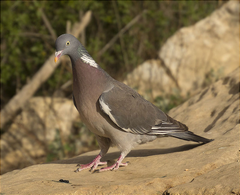 Tudó (Columba palumbus)