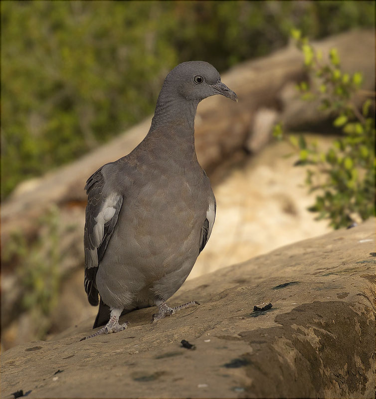 Jove de Tudó (Columba palumbus)