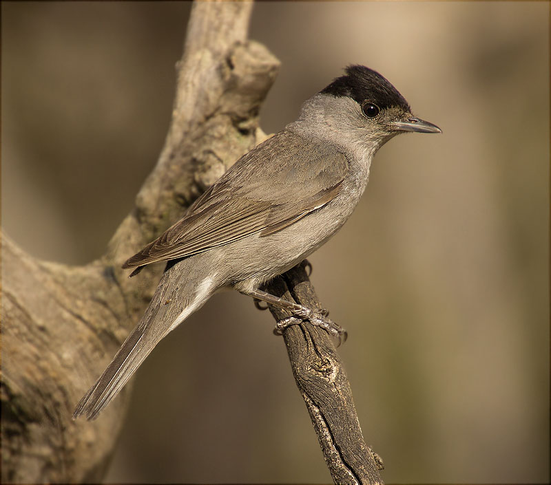 Mascle de Tallarol de casquet (Sylvia atricapilla)