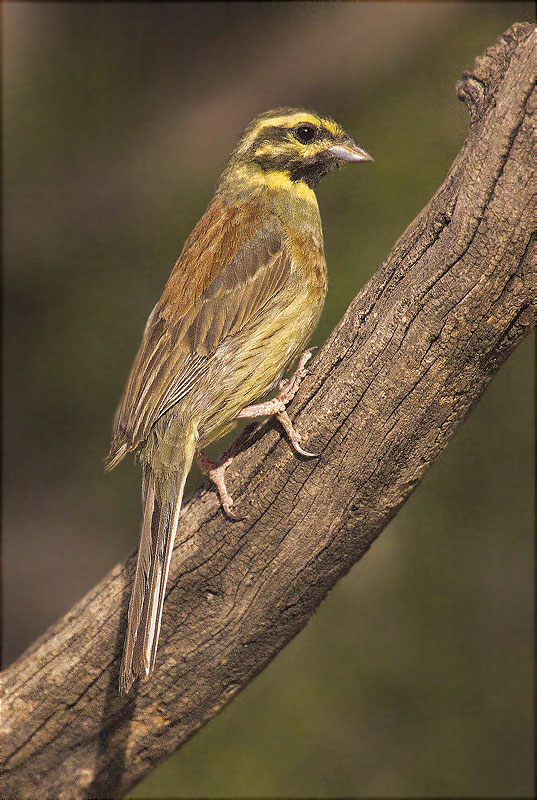 Mascle de Gratapalles (Emberiza cirlus)