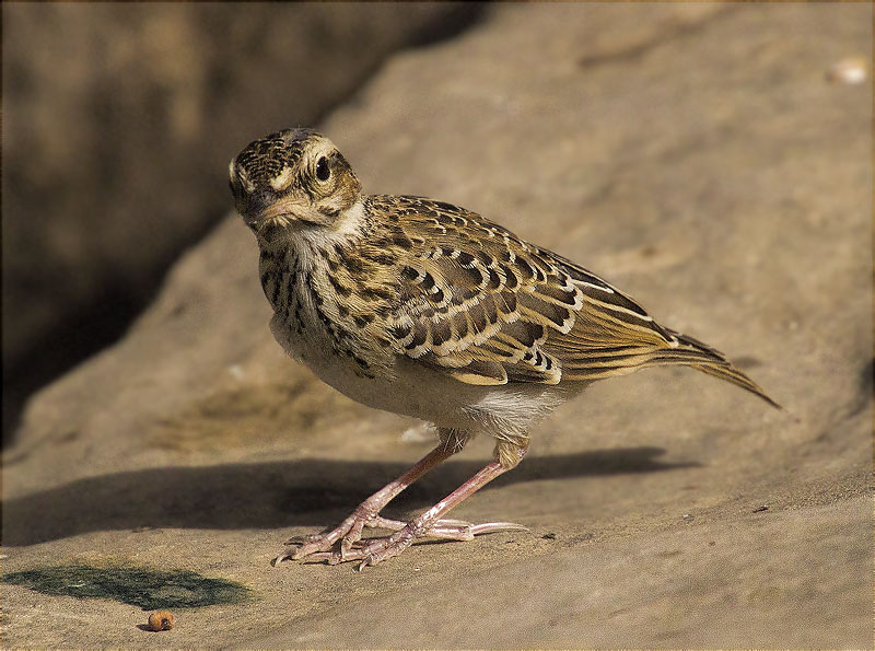 Jove d'Alosa vulgar (Alauda arvensis)