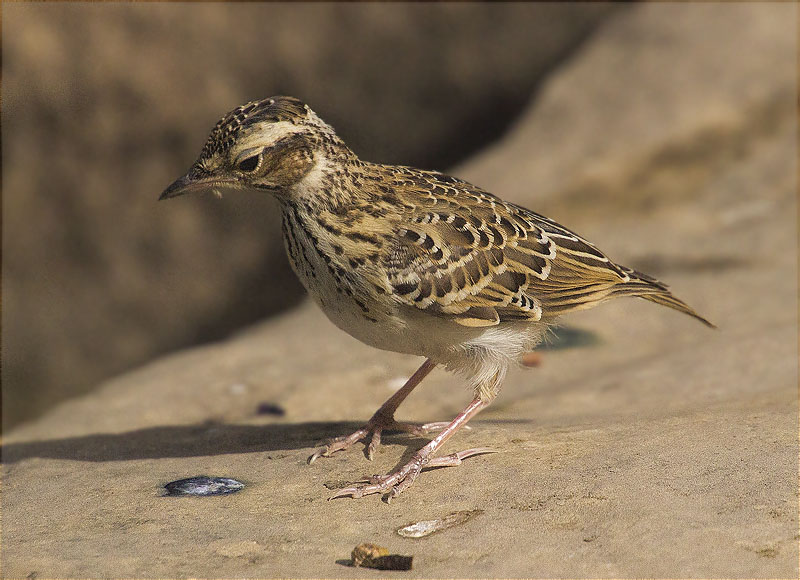 Jove d'Alosa vulgar (Alauda arvensis)