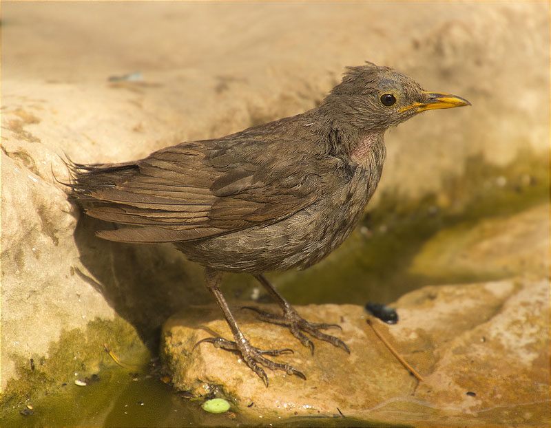 Jove de Merla (Turdus merula)