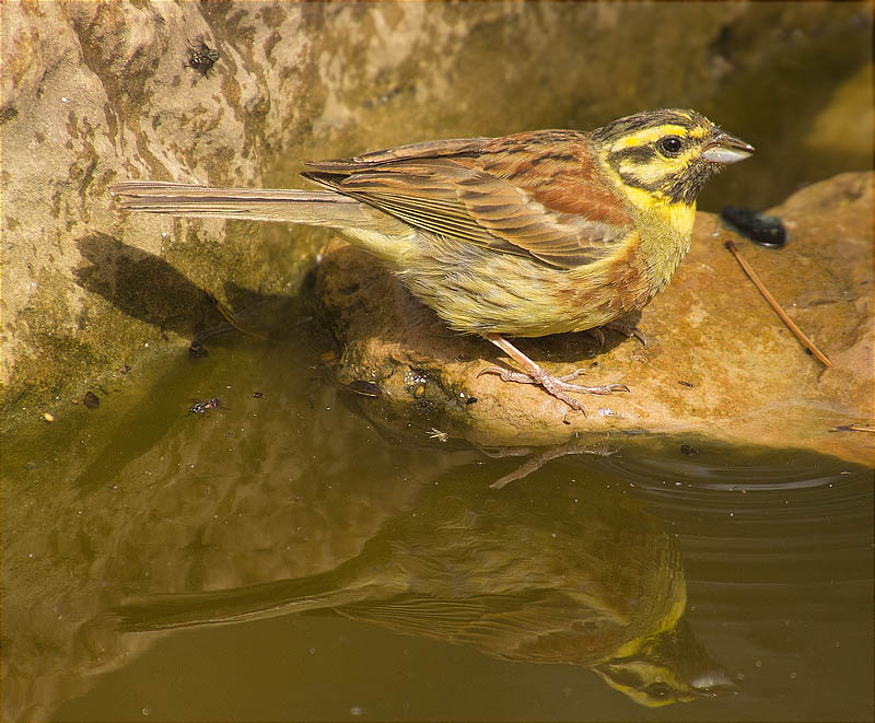 Mascle de Gratapalles (Emberiza cirlus)