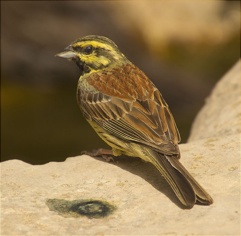 Mascle de Gratapalles (Emberiza cirlus)