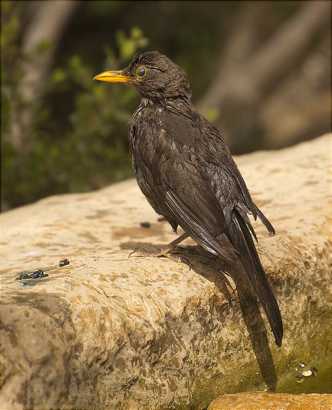 Mascle de Merla (Turdus merula)