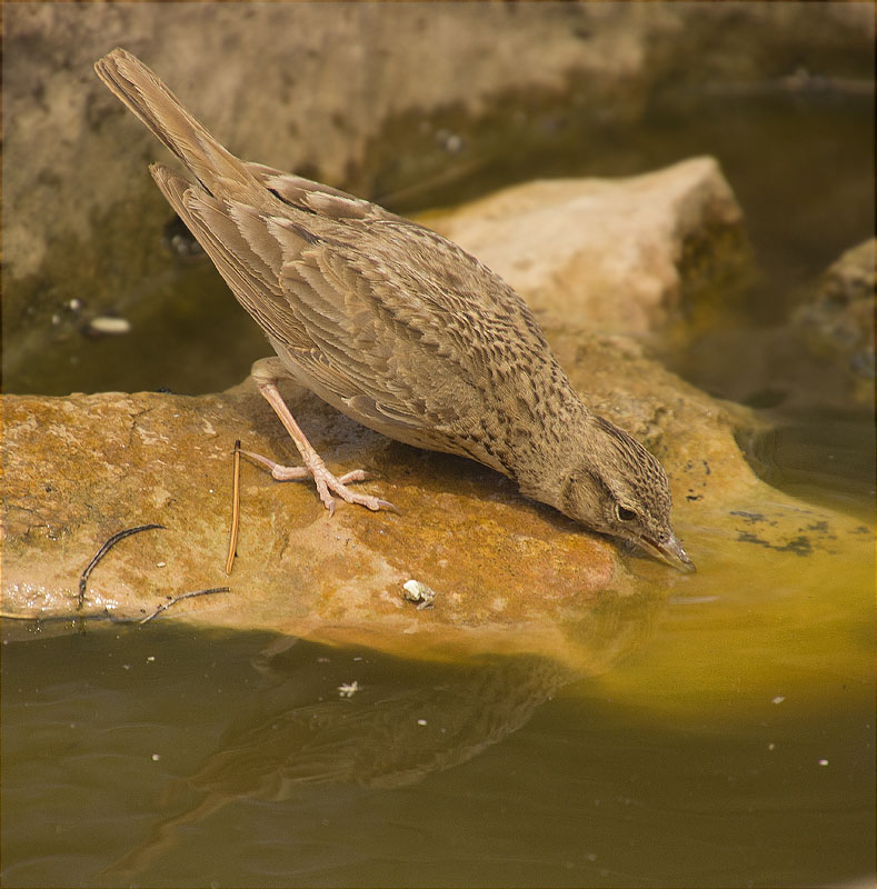 Cogullada vulgar (Galerida cristata)