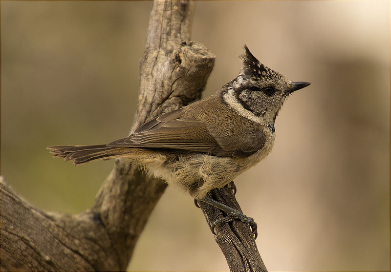 Mallerenga emplomallada (Parus cristatus)