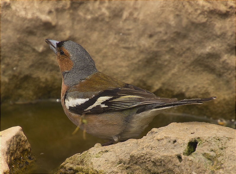 Mascle de Pinsà comú (Fringilla coelebs)