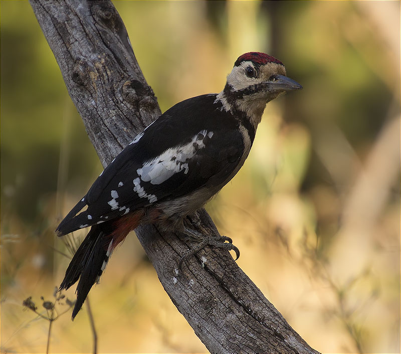 Jove de Picot garser gros (Dendrocopos major)