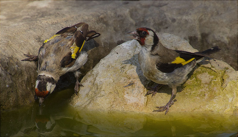 Cadernera (Carduelis carduelis)