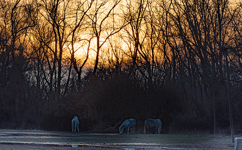 Cavalls de la Camarga