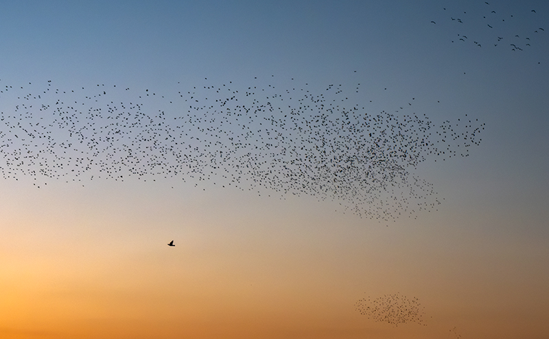 Estornell comú (Sturnus vulgaris)