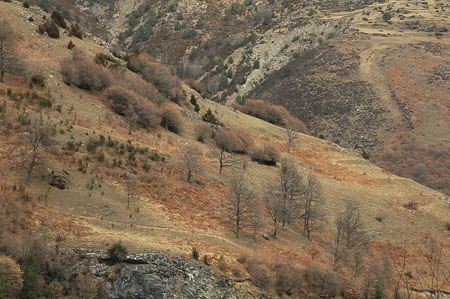 Vall del torrent de Boscàs