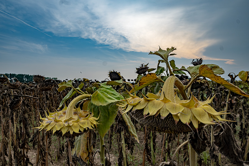 Girasol (Helianthus annuus)