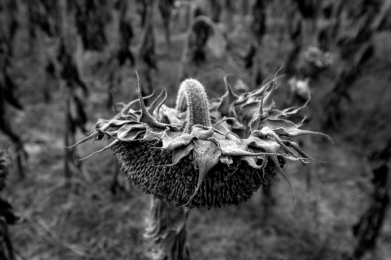 Girasol (Helianthus annuus)