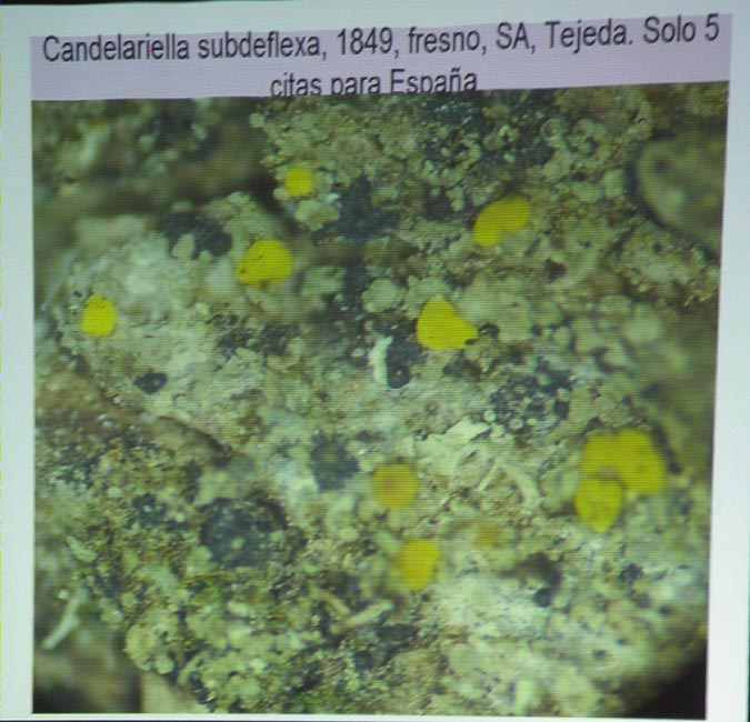 Candelariella subdeflexa (Nyl.) Lettau