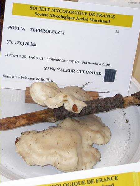 Postia tephroleuca (Fr.) Jülich (= Oligoporus tephroleucus)