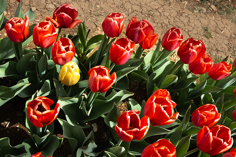 Tulipes