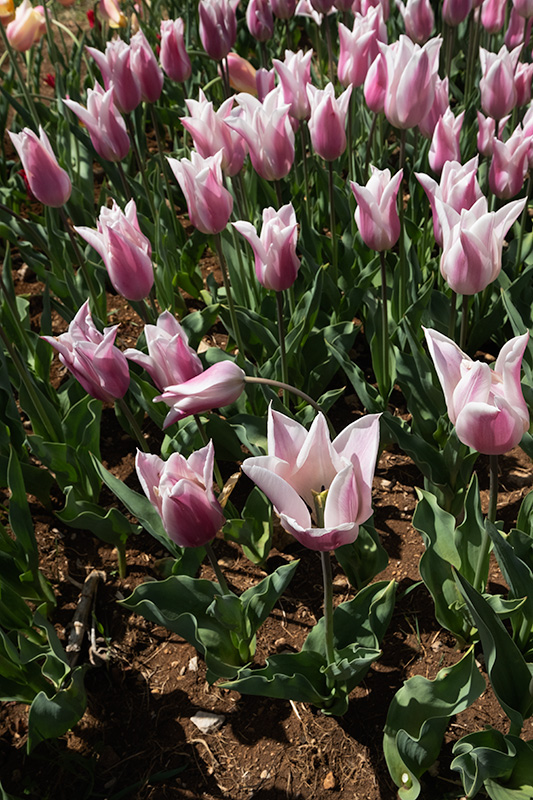 Tulipes