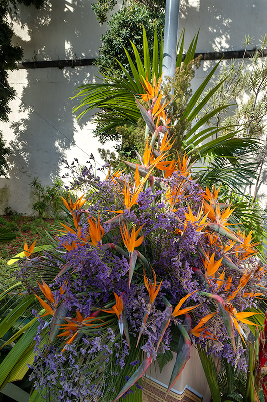 Ave del paraíso  (Strelitzia reginae)