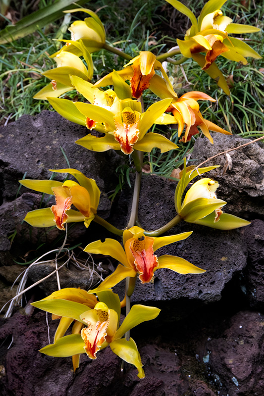 Passejant pel parc. Flors