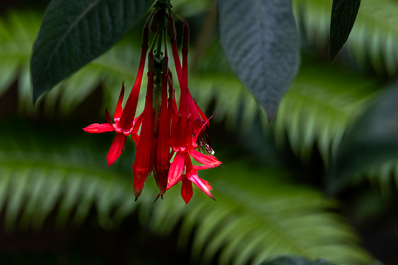 Passejant pel parc. Flors