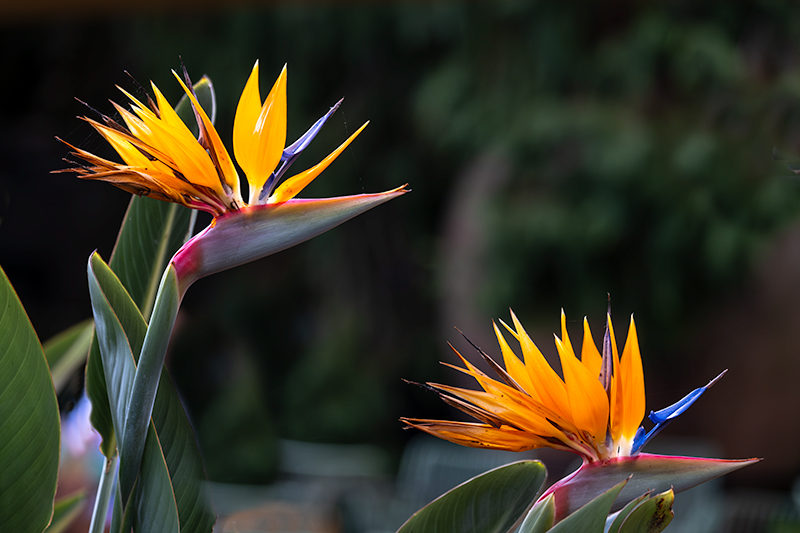 Passejant pel parc. Flors