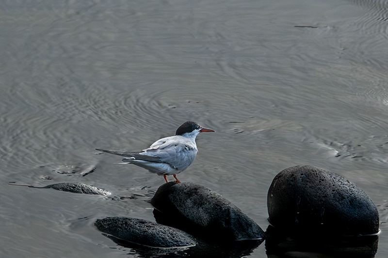 Xatrac gros (Sterna caspia)