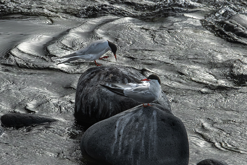 Xatrac gros (Sterna caspia)