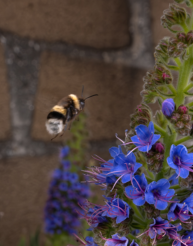 Borinot (Bombus terrestris)