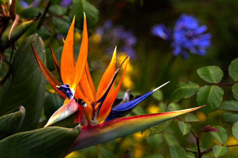 Ave del paraíso (Strelitzia reginae)