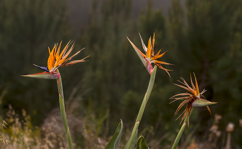 Ave del paraíso (Strelitzia reginae)