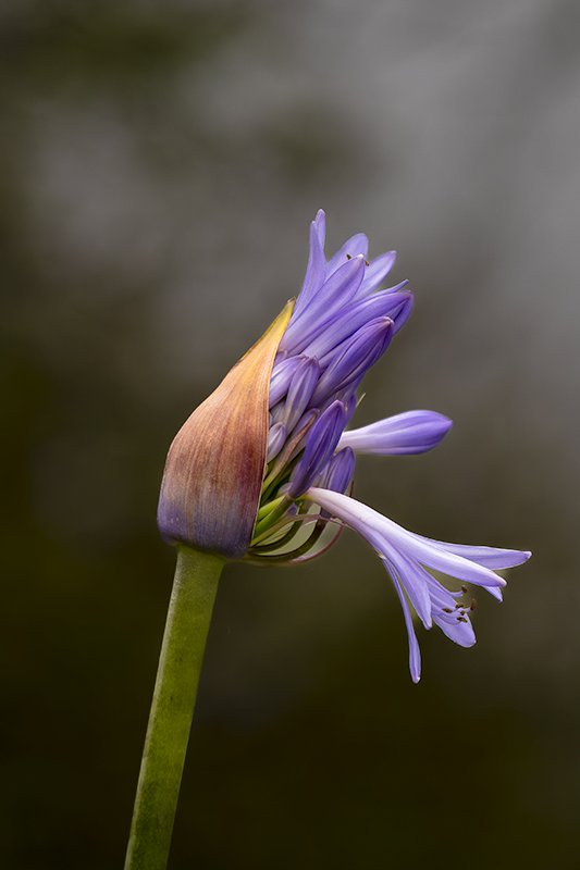 Passejant pel parc. Flor