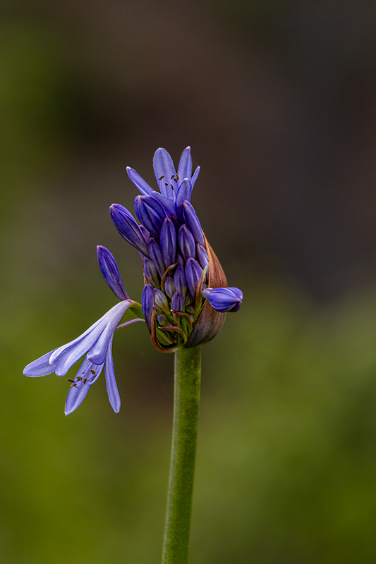 Passejant pel parc. Flors