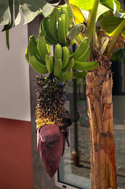 Cámara de Lobos. Platanera amb flor