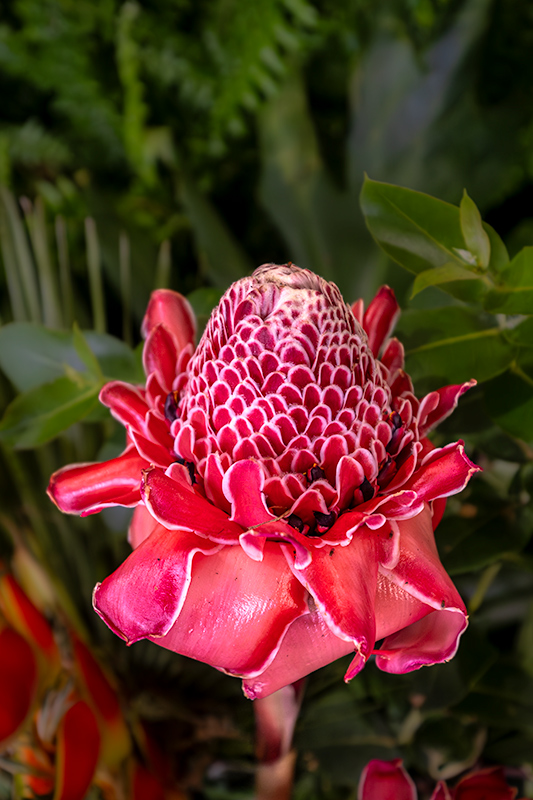 Exposició de flors i orquídies