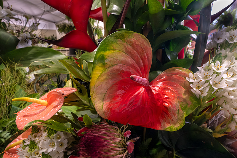 Exposició de flors i orquídies