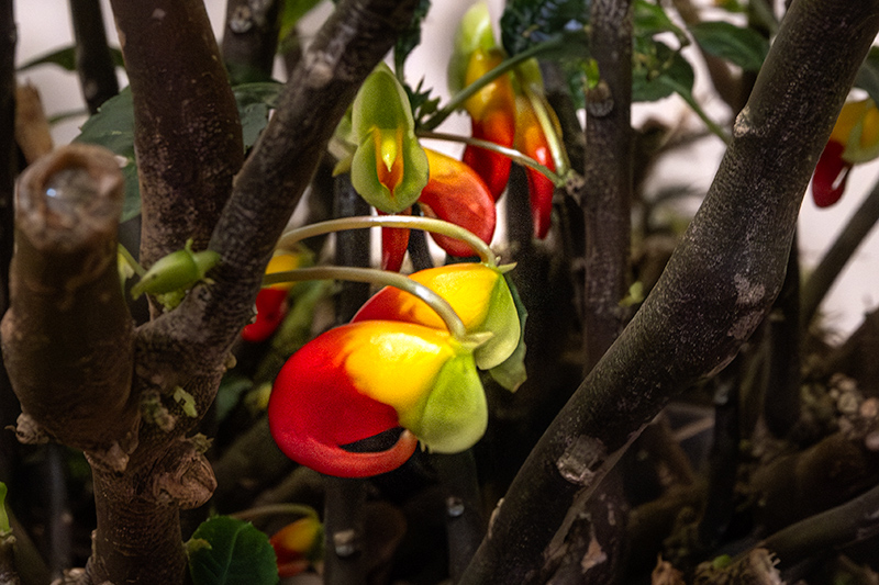 Exposició de flors i orquídies