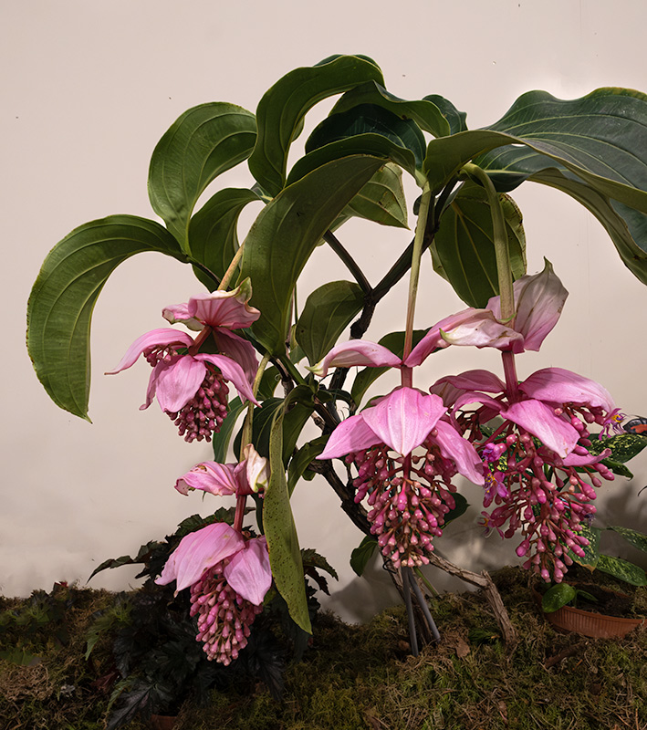 Exposició de flors i orquídies