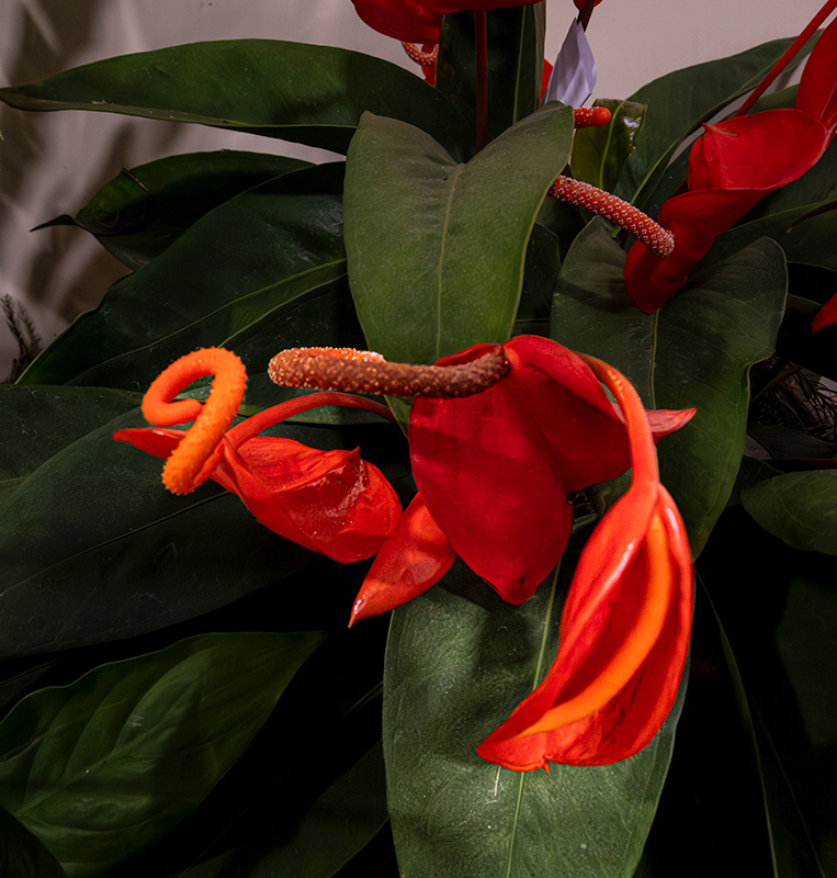 Exposició de flors i orquídies