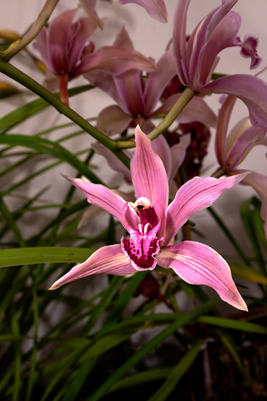 Exposició de flors i orquídies